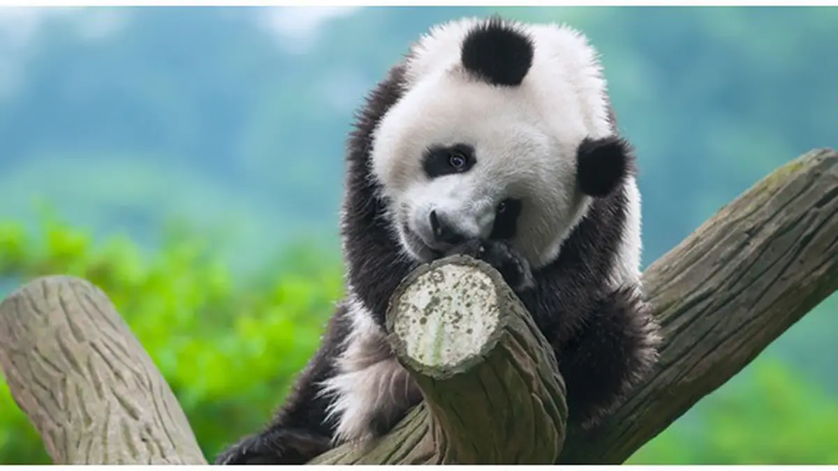 Mengapa Panda Jadi Simbol Perlindungan Hewan Langka?